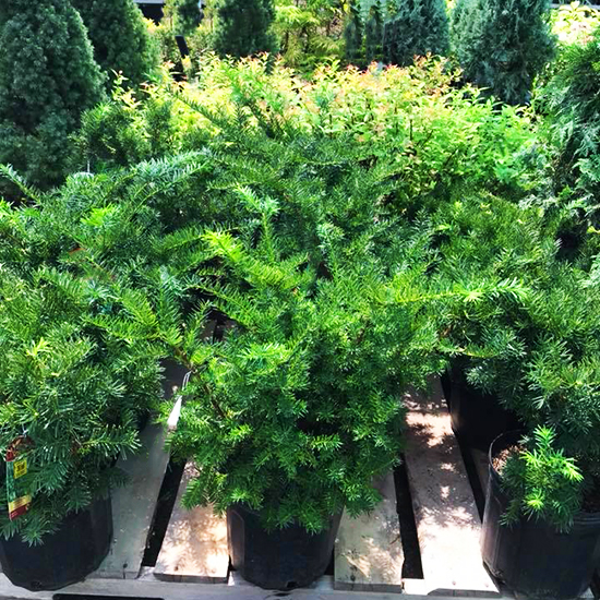 Dense Spreading Yew For Sale Online The Tree Center