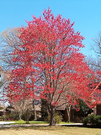 Autumn Fantasy Maple, Johnson's Nursery