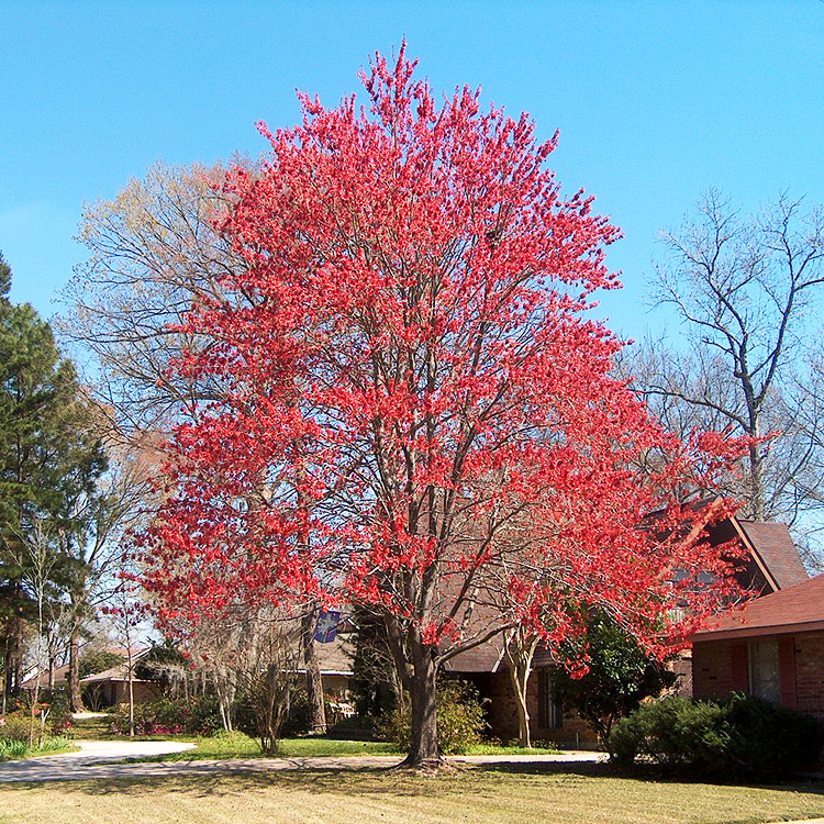 Drummond Red Maple For Sale Online The Tree Center