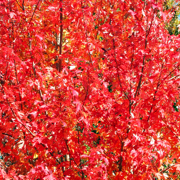drummond red maple drummond red maple