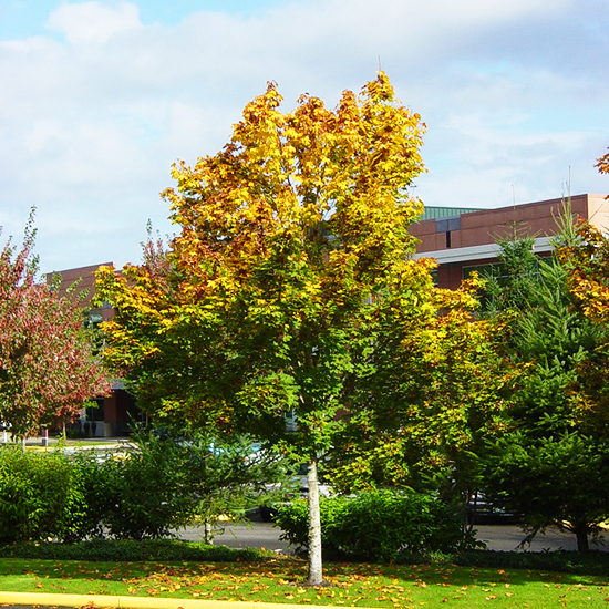 Emerald Queen Norway Maple For Sale Online The Tree Center