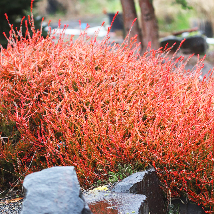 Firefly Heather Plant