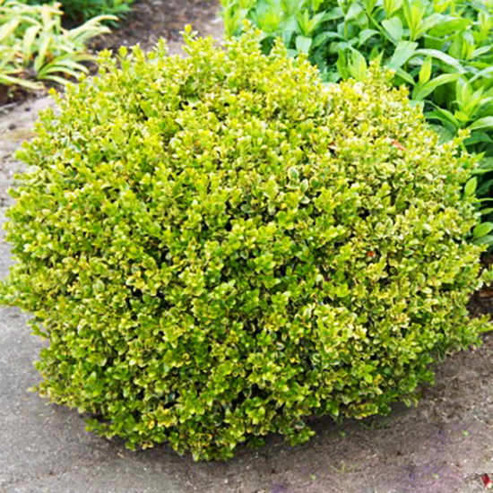 Golden Triumph Boxwood For Sale Online | The Tree Center