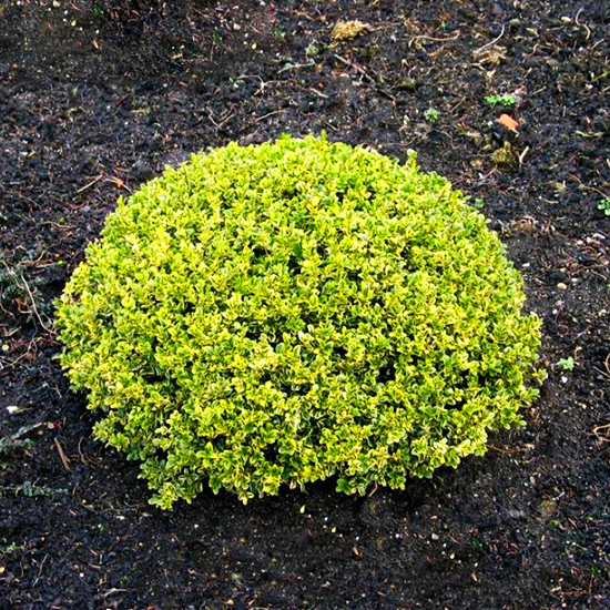 Golden Triumph Boxwood For Sale Online | The Tree Center