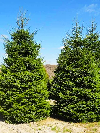 Green Knight Oriental Spruce