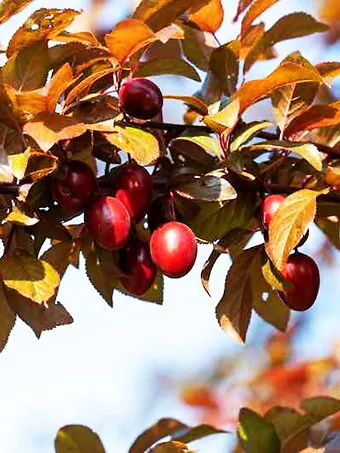 Hollywood Plum Tree