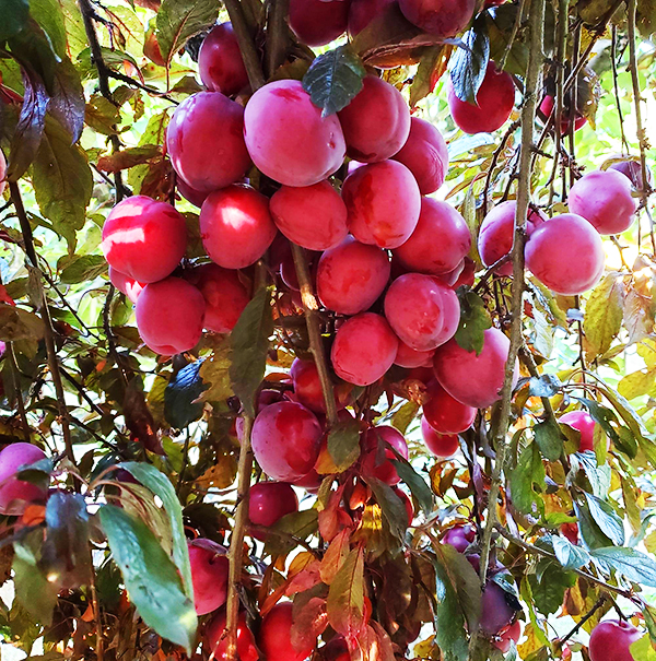 Hollywood Plum For Sale Online The Tree Center
