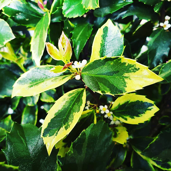 Honey Maid Holly For Sale Online The Tree Center