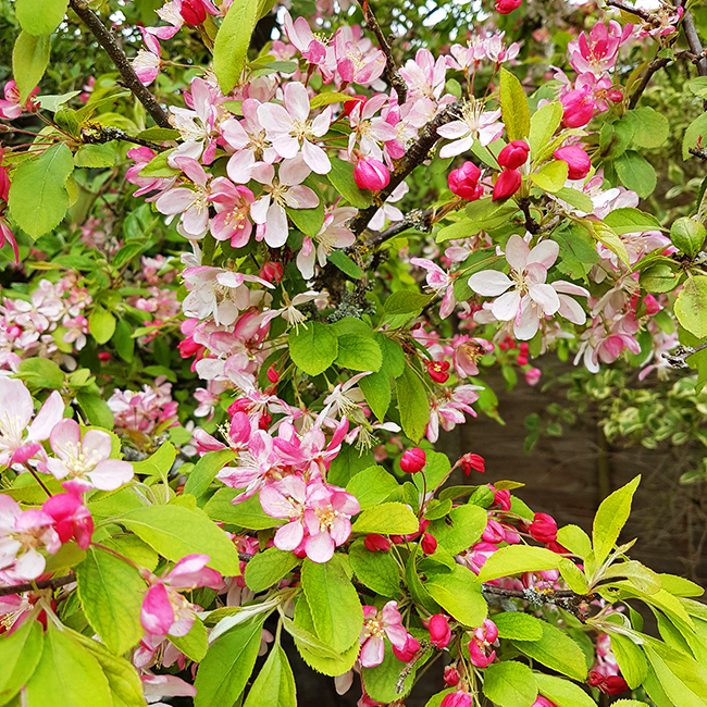 Japanese Flowering Crabapple For Sale Online The Tree Center