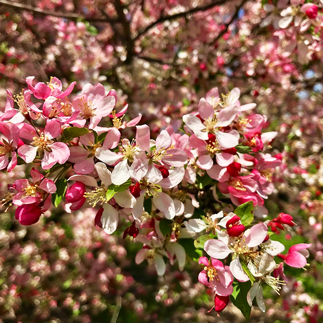 Japanese Flowering Crabapple For Sale Online | The Tree Center