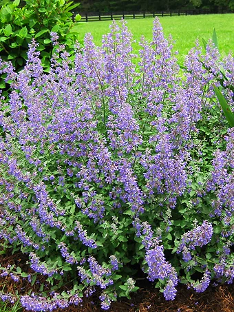 Junior Walker Catmint