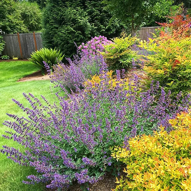 Junior Walker Catmint For Sale Online The Tree Center