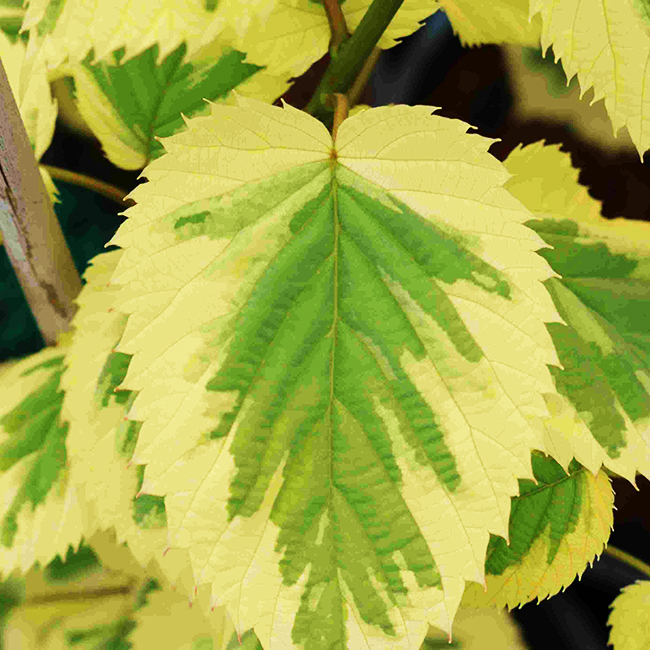 Lady Sunshine Dove Tree For Sale Online | The Tree Center