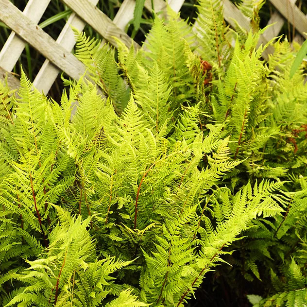 Lady in Red Fern For Sale Online | The Tree Center