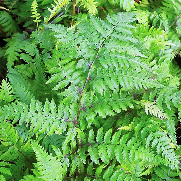 Lady in Red Fern For Sale Online | The Tree Center