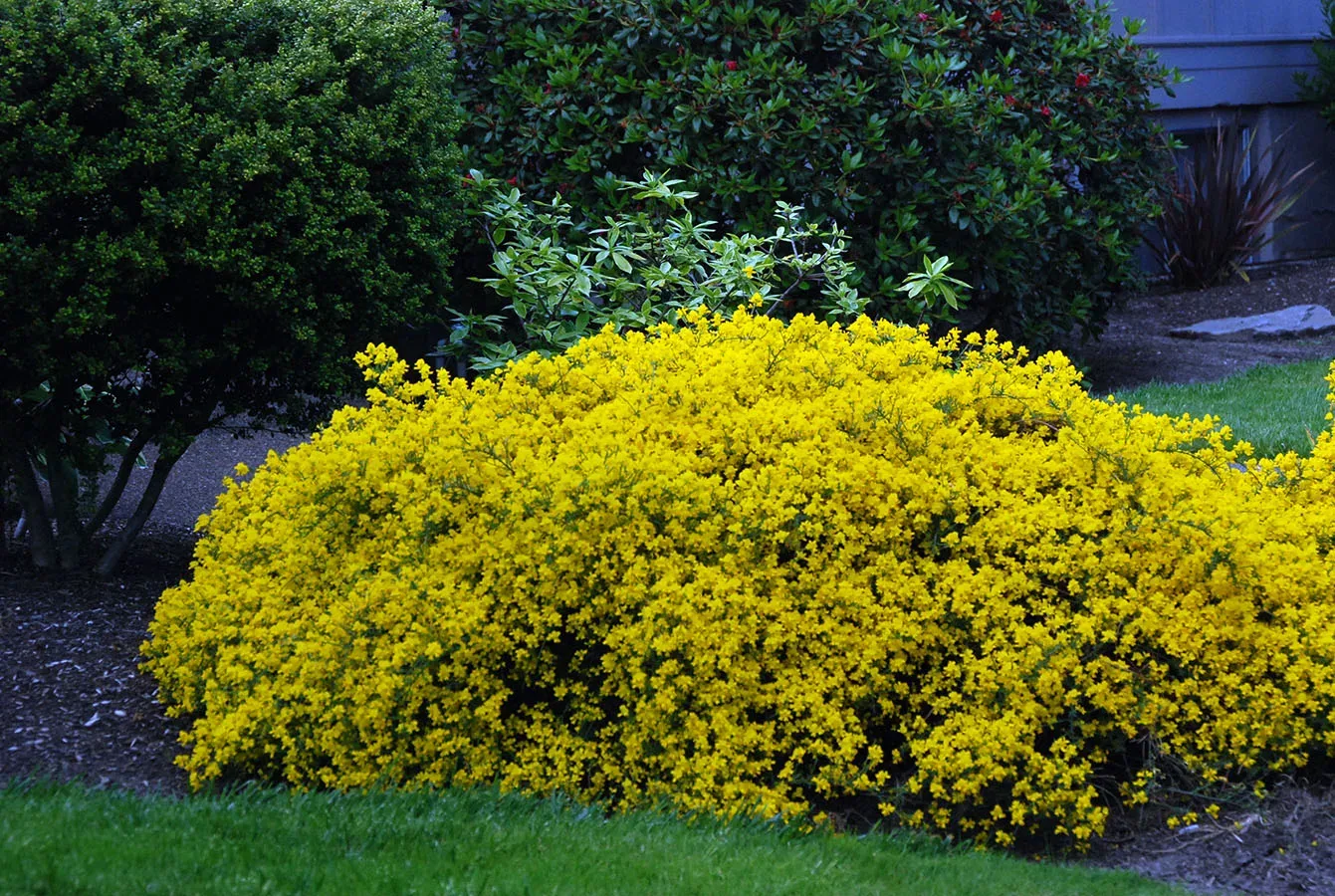 Image of Lydian Broom yellow flowering bush