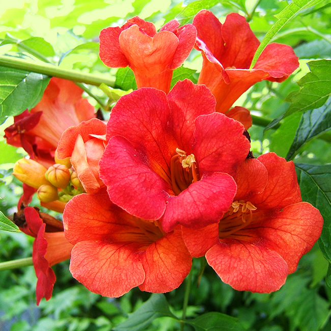 Madame Galen Trumpet Vine For Sale Online The Tree Center