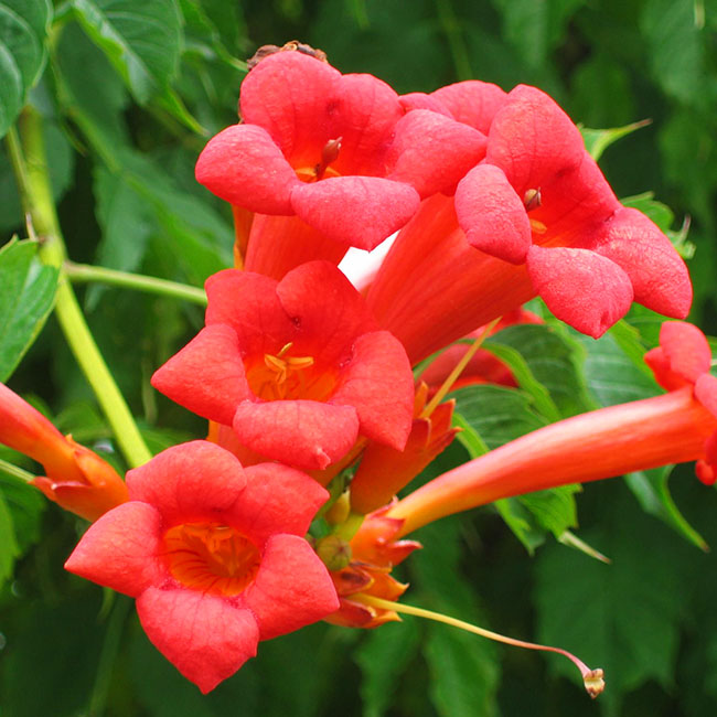 Madame Galen Trumpet Vine For Sale Online The Tree Center