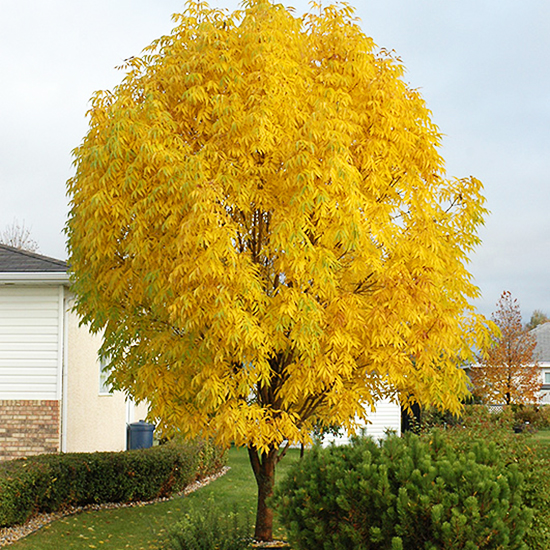 Manchurian Ash For Sale Online The Tree Center