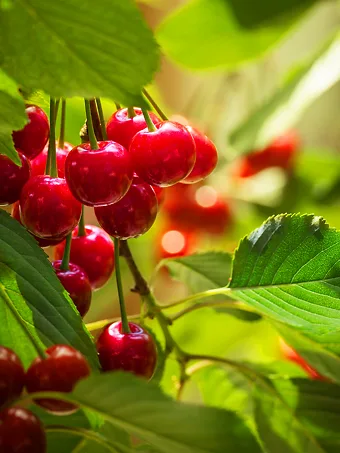 Montmorency Cherry Tree