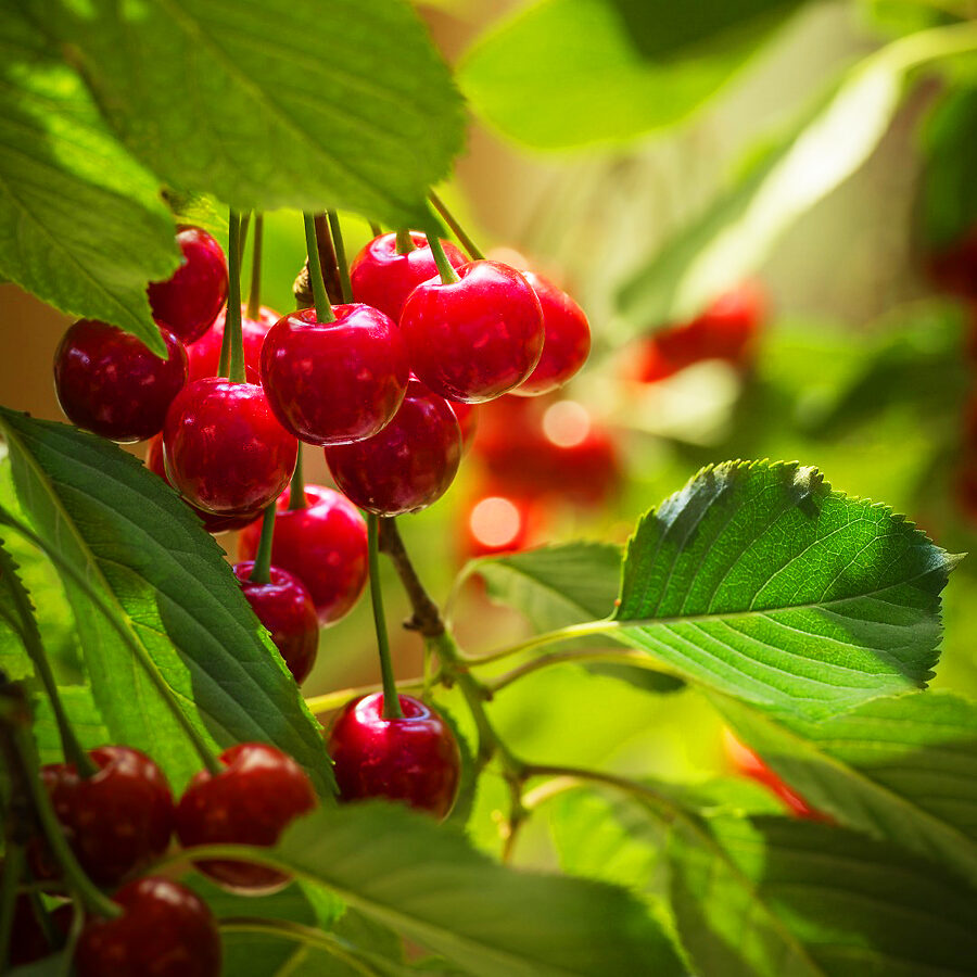 Montmorency Cherry Tree For Sale Online The Tree Center