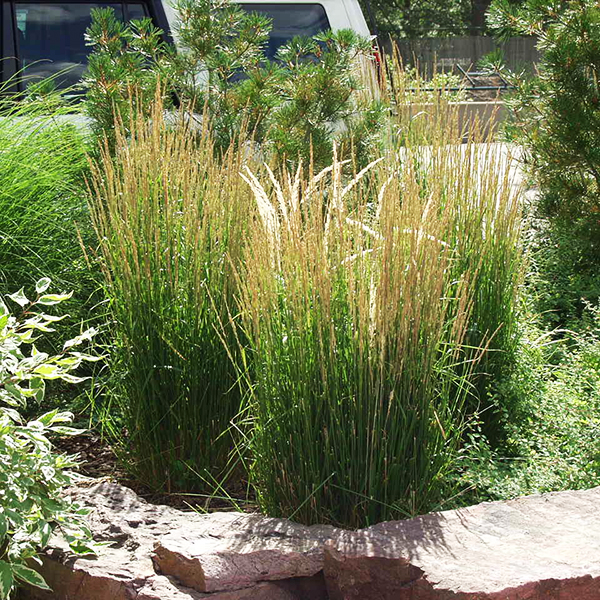 Variegated Reed Grass For Sale Online The Tree Center