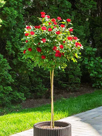 Petite Knock Out® Rose Tree