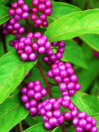 Profusion Beautyberry