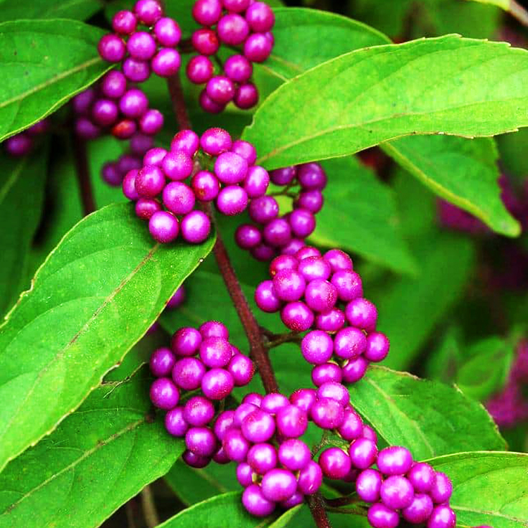 Beautyberry For Sale Near Me