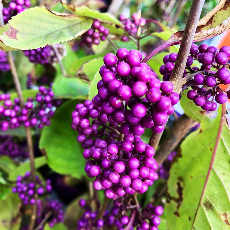 Live Plant Quart Pot Profusion Purple Beautyberry 