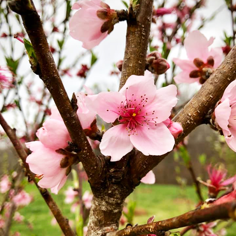 Rose Princess Nectarine For Sale Online The Tree Center