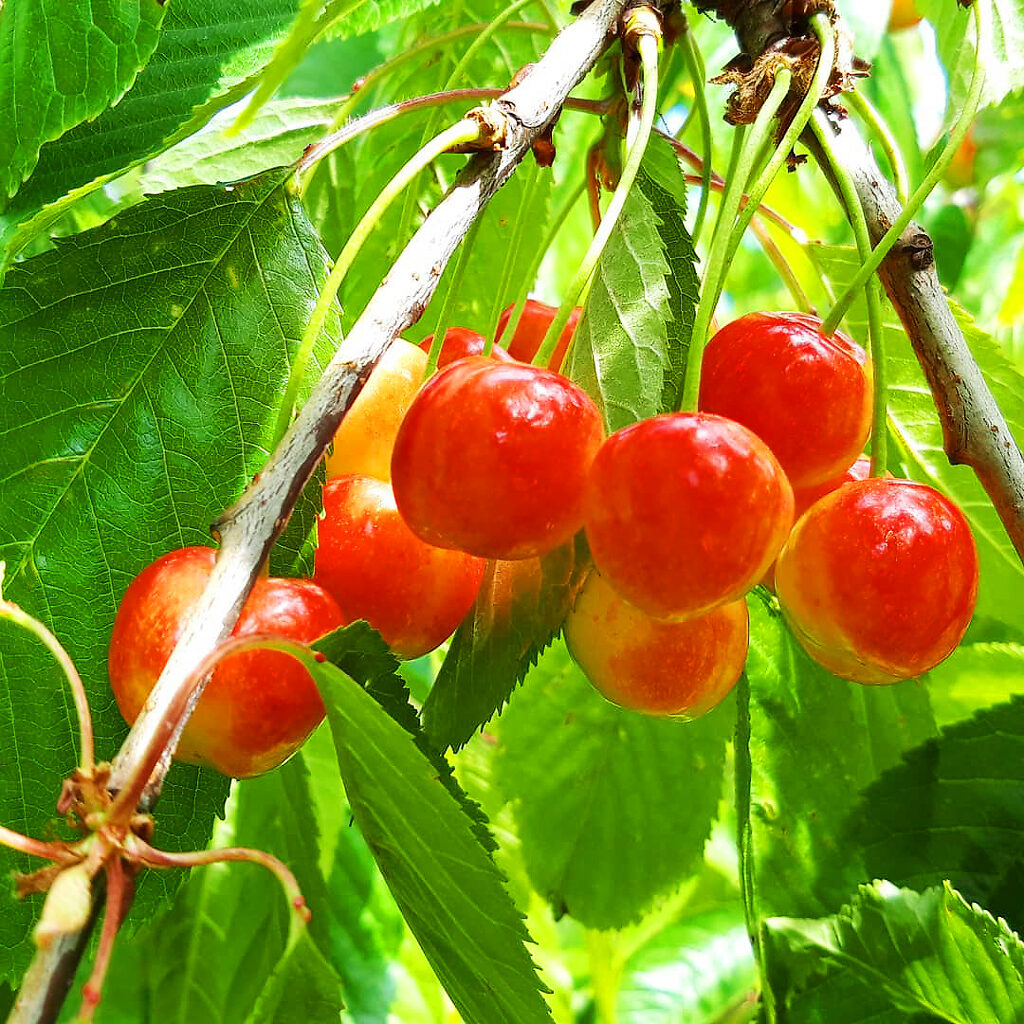 Royal Ann Cherry Tree For Sale Online The Tree Center