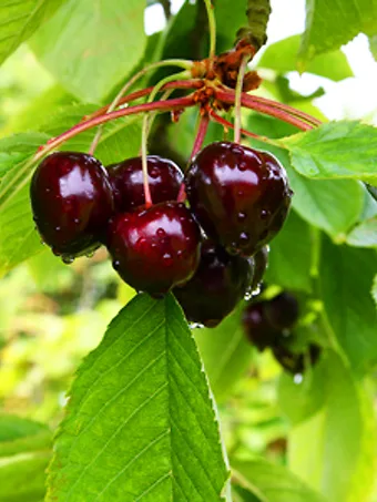 Sam Cherry Tree