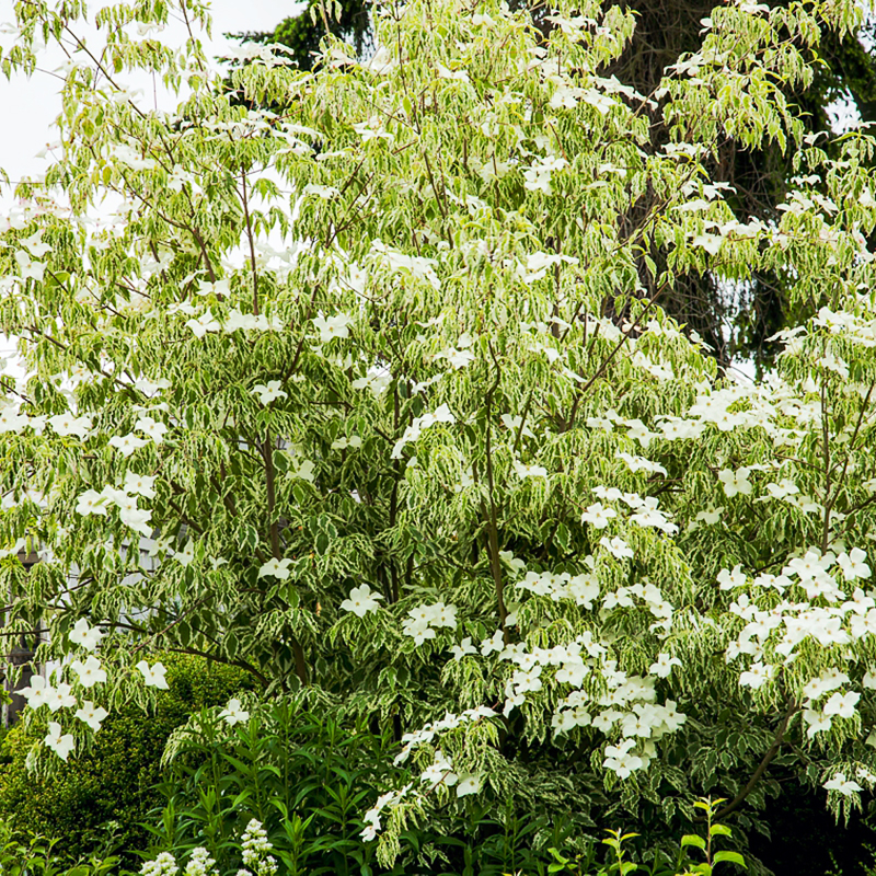 Samaritan Kousa Dogwood For Sale Online The Tree Center