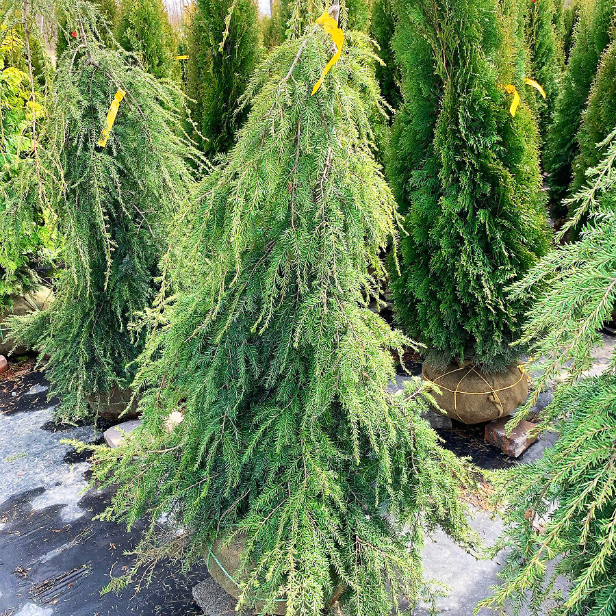 Sargent’s Weeping Hemlock For Sale Online The Tree Center