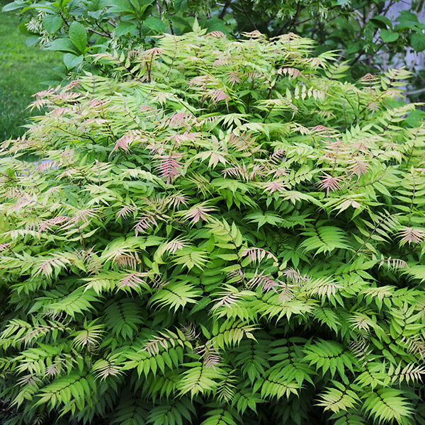 False spirea clearance