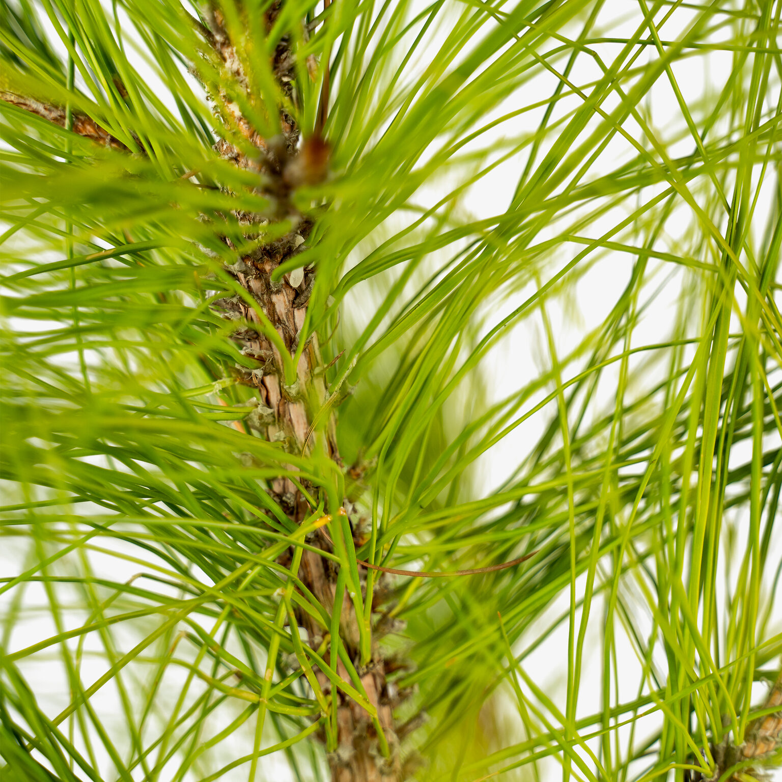 Slash Pine For Sale