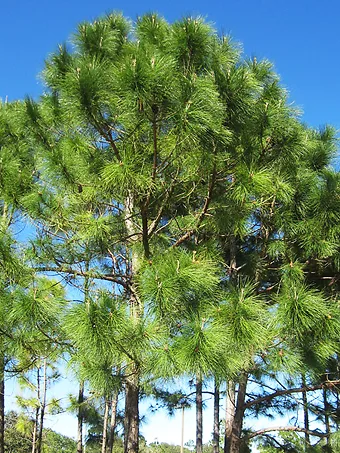 Slash Pine