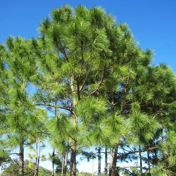 Artificial Iced Pine Stem Bush Green 19H