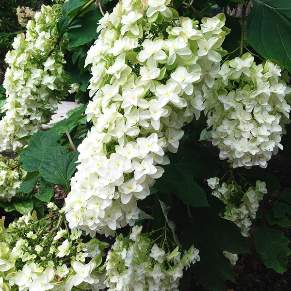 Snowflake Oakleaf Hydrangea For Sale Online The Tree Center
