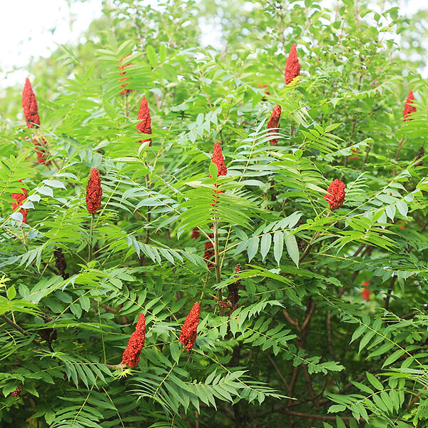 Bare Root Staghorn Sumac (Rhus typhina)