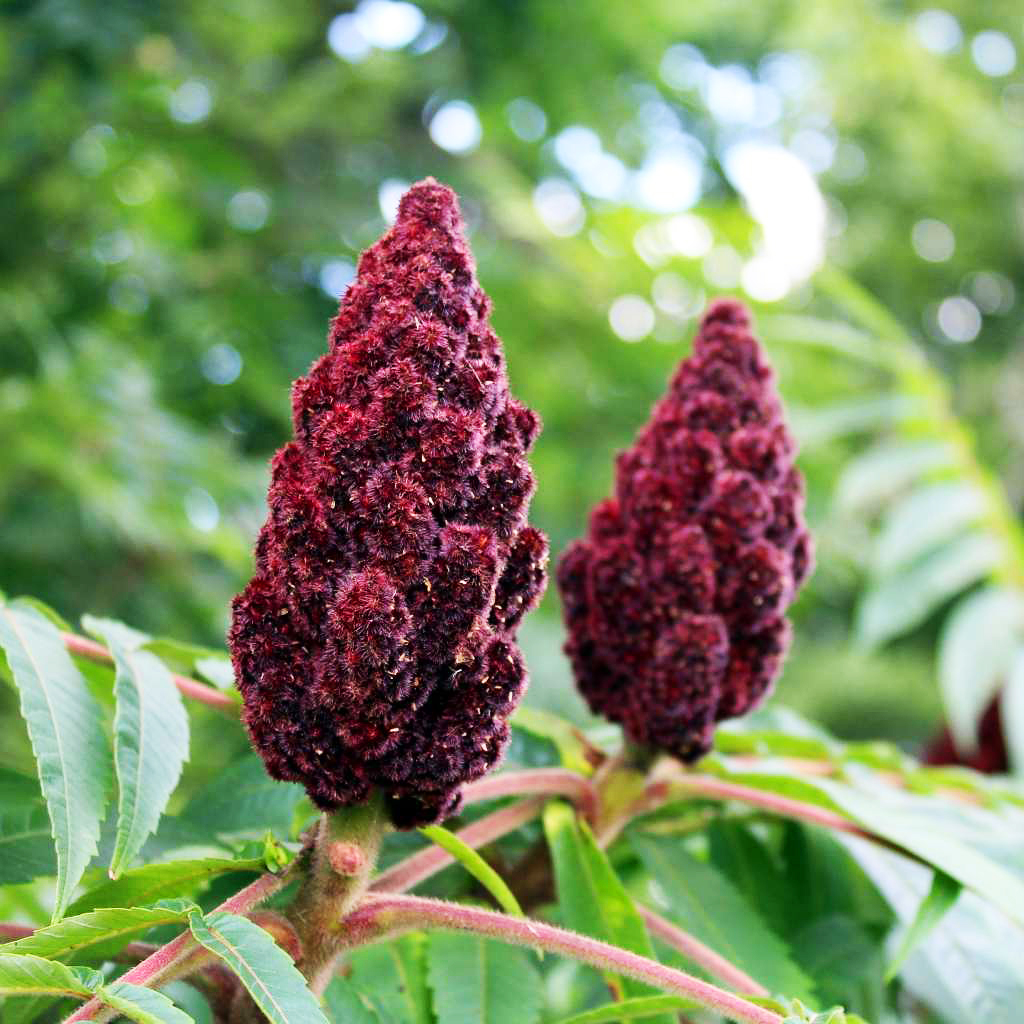 Staghorn Sumac For Sale Online The Tree Center