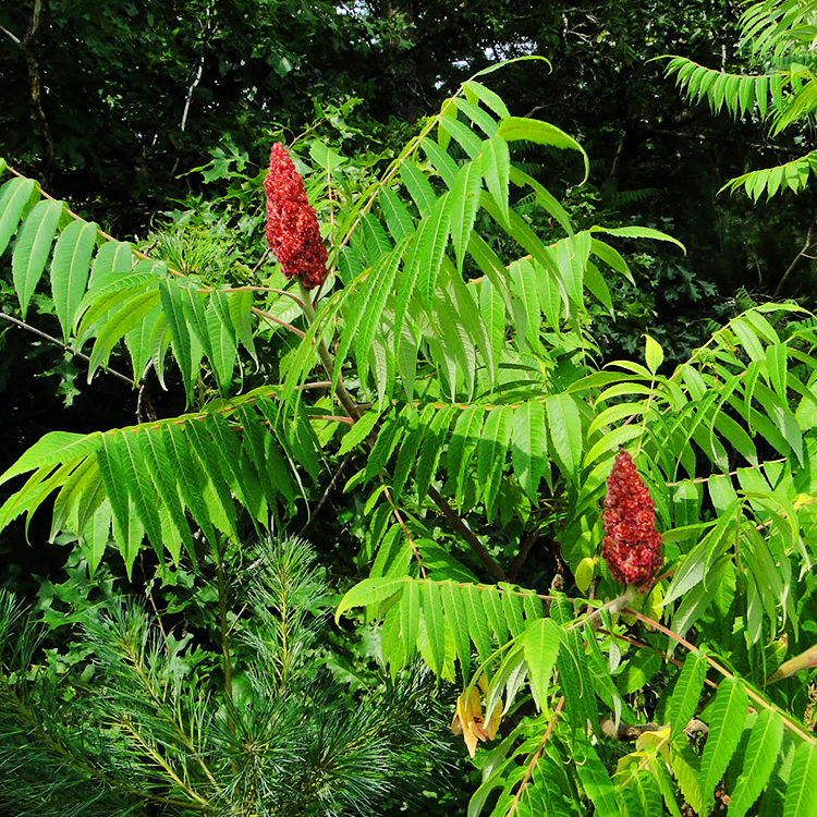Staghorn Sumac For Sale Online The Tree Center