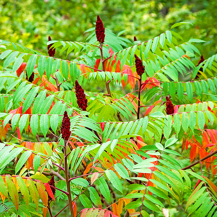 Staghorn Sumac For Sale Online The Tree Center