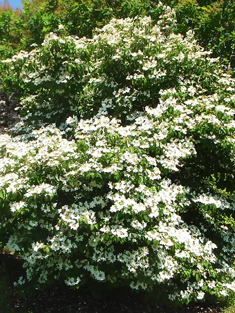 Summer Snowflake Viburnum