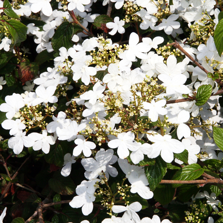 Summer Snowflake Viburnum For Sale Online The Tree Center