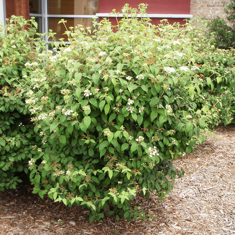 Summer Snowflake Viburnum For Sale Online The Tree Center