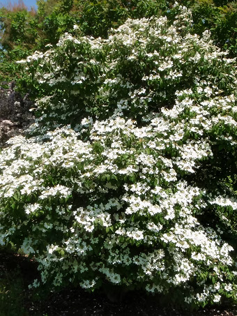 Summer Snowflake Viburnum