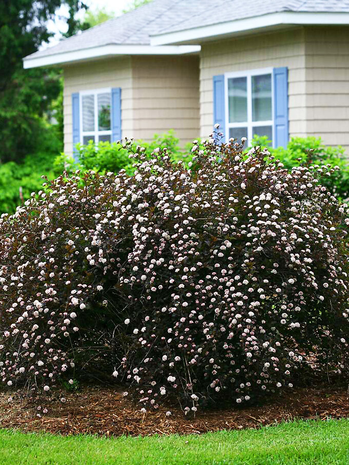 Ninebark For Sale | Buy Ninebark Online | The Tree Center