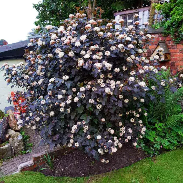 Image of group of Physocarpus opulifolius Summer Wine shrubs